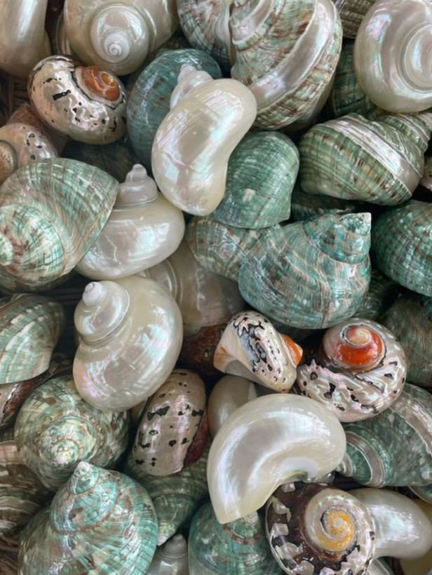 گوشواره صدف طبیعی
